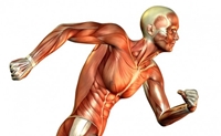تصویر برای دسته  تقویت عضلات-بدنسازی